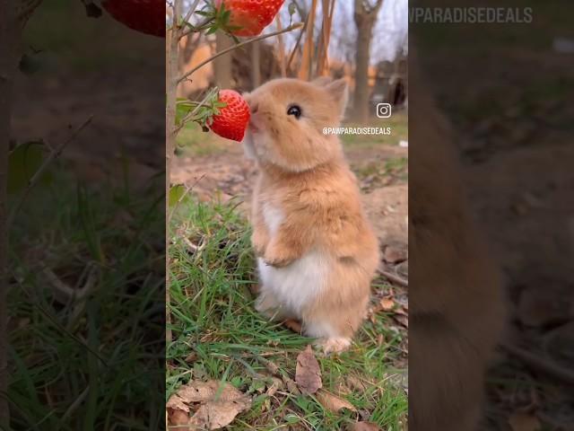 Cute brown rabbit #trending #shorts #rabbit