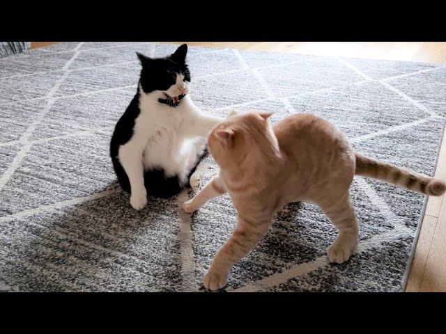 Kitten Terrorizes Older Cat