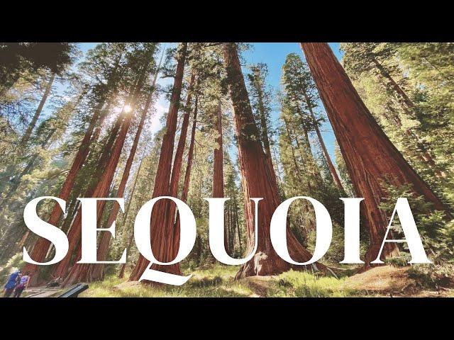 SEQUOIA NATIONAL PARK in ONE DAY | biggest tree in the world | USA road trip & travel vlog