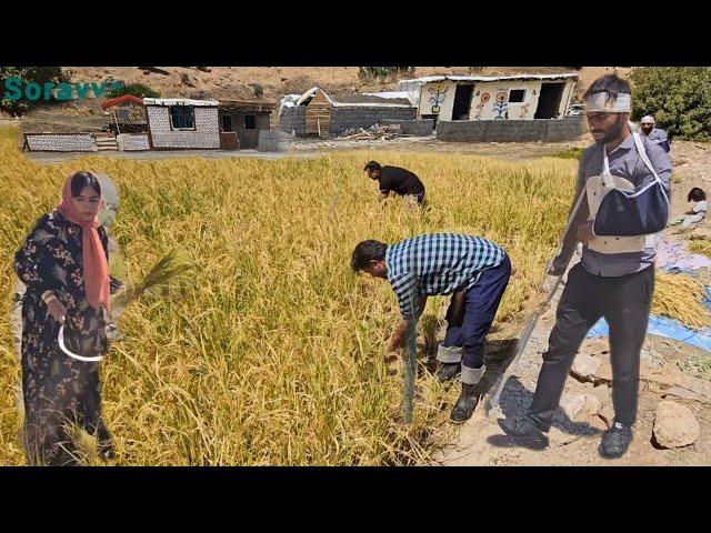 Golden Grains: The Art of Rice Harvesting at Soraya Farm