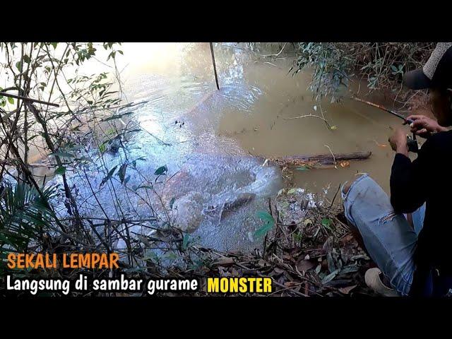 DAPAT GURAME BESAR DI SPOT TERSEMBUNYI || Ikan gurame nya masih sangat ganas bro...