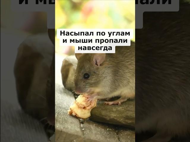 Насыпал по углам и мыши пропали навсегда #сад #огород #садоводство #дача