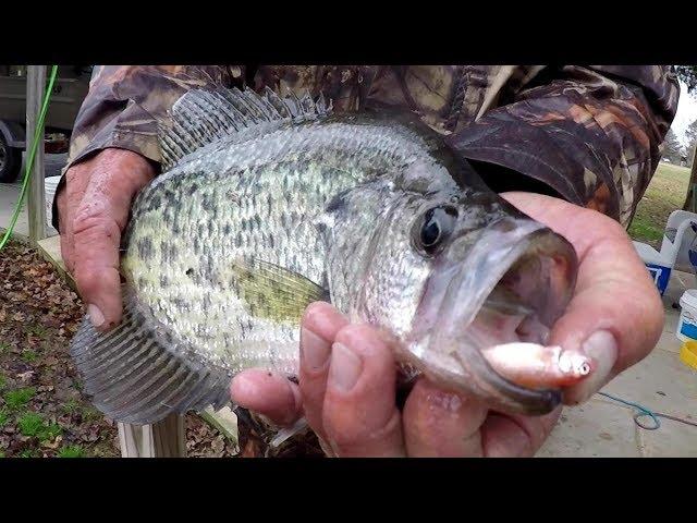 Crappie Fishing With A Bobber and Live Minnows