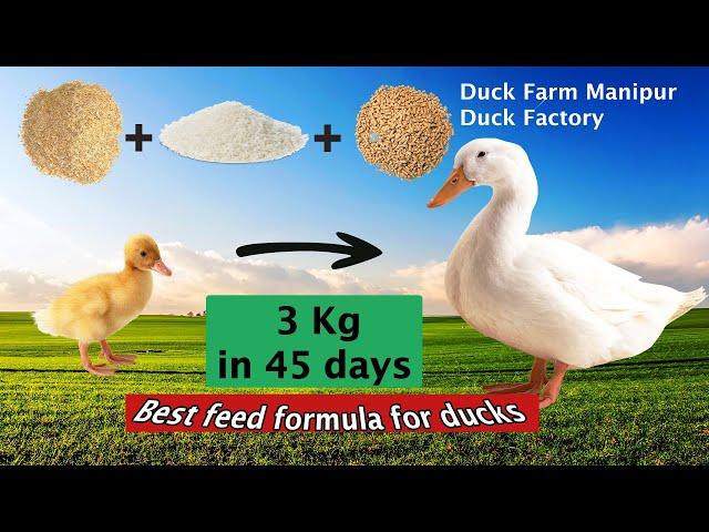 BEST DUCK FARMING MANIPUR | NGANU FARM | FEED FORMULA #duckfarming #duckeggs #whitepekin #farming