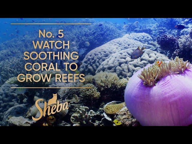 No. 5 Watch Soothing Coral to Grow Reefs | Slow TV | Sheba Hope Grows