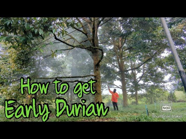 How to make your durian trees produce durian fruit early