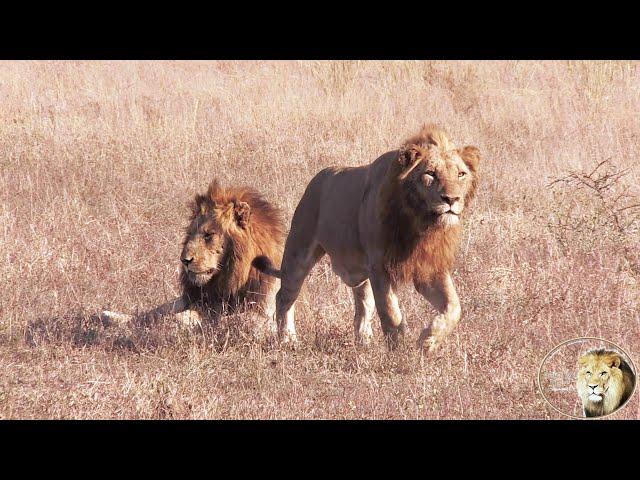 Mluwati, King Of The Kumana Lion Pride, And His Sons Return To The Kumana Dam. Lets Follow Them.