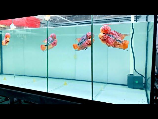 Beautiful Flowerhorn Fish Show | Amazing Kamfa Flowerhorn Cichlid Tank