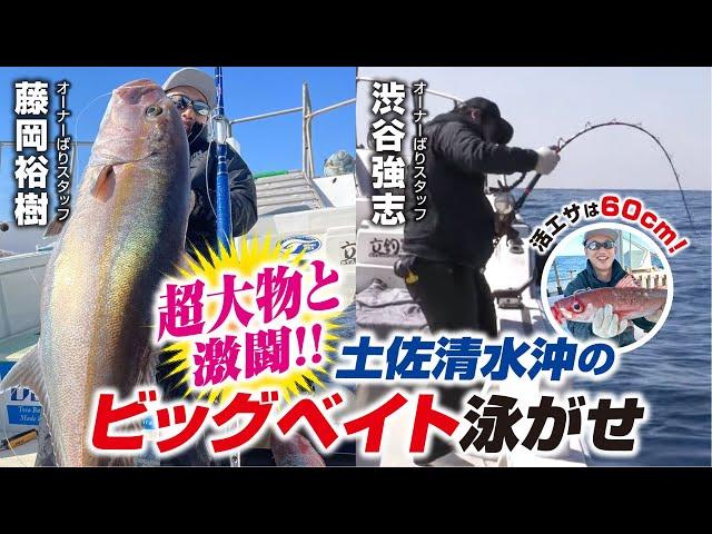 活エサは60cm!土佐清水沖のビッグベイト泳がせ釣り