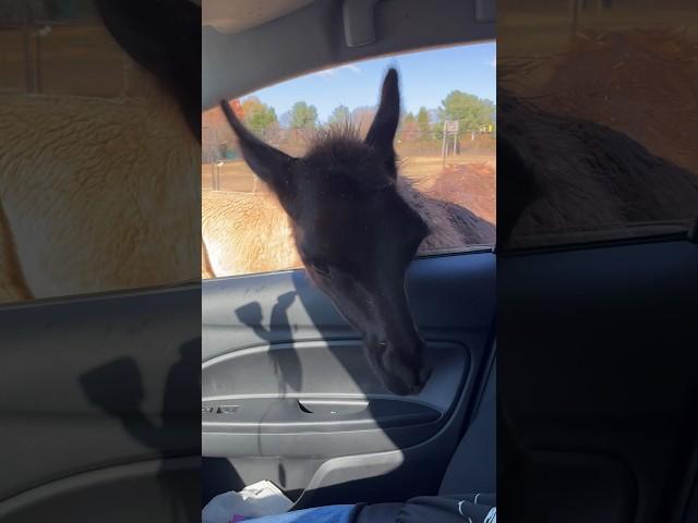 After the camel spits all over the car… #funny #animals