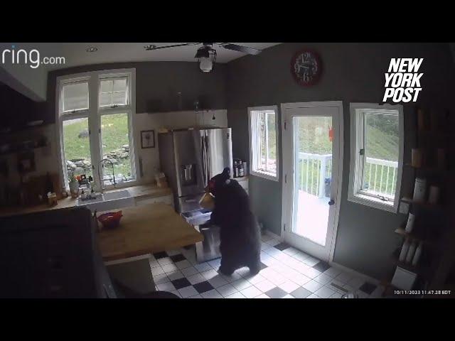 Bear breaks into home, caught on video stealing frozen lasagna out of freezer