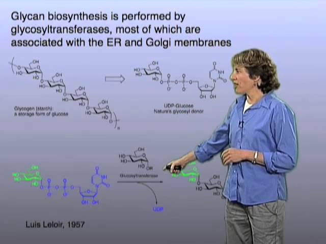 Glycan assembly - Carolyn Bertozzi (Berkeley)