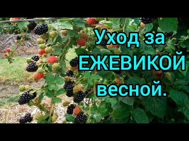 Уход за ЕЖЕВИКОЙ весной.Подкормка,обрезка #ежевика#уходзаежевикойвесной#blaсkberri#формировкаежевики