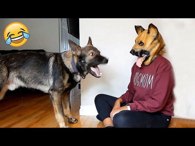 Funny Dogs Reaction Moments - Funniest Animals Video  2023 | Pets Island