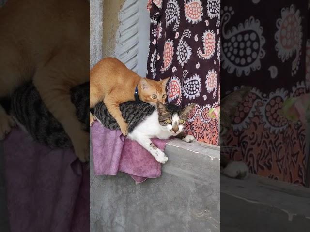 My Cat Is GAY "kucingku ternyata homo" wikwik pantat sama si oyen