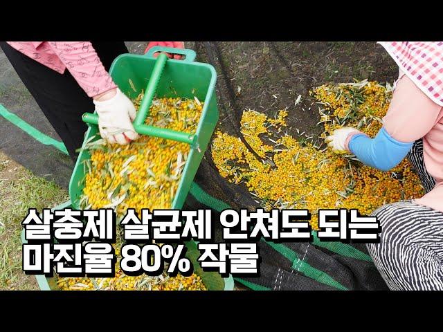 살충제 영양제 필요없는 매출 80%가 수익인 작물