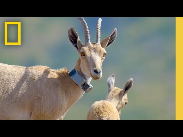 Enhancing the Ecosystem of Soudah Peaks | National Geographic