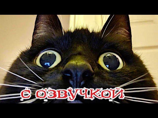 Funny Animal Videos 2024 - Funniest Dogs and Cats Videos #266