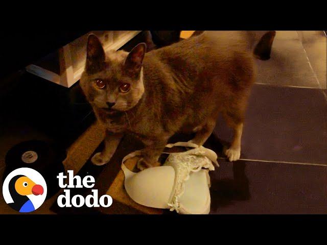 Most Mischievous Cats Of All Time | The Dodo