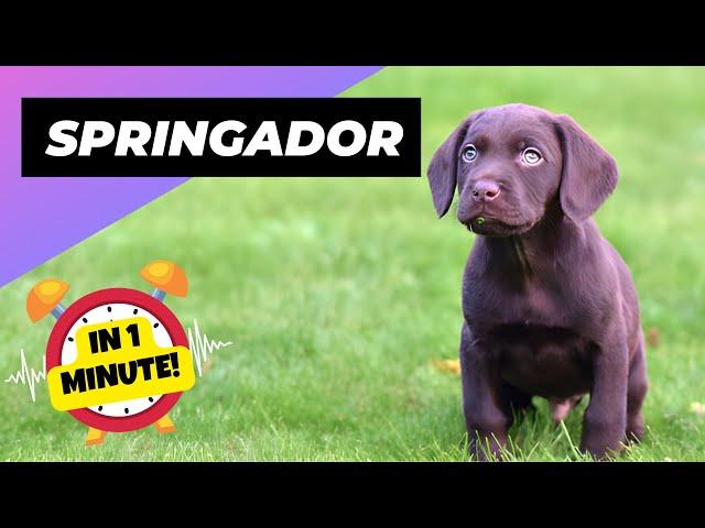 Springador - In 1 Minute!  One Of The Most Beautiful Crossbreed Dogs | 1 Minute Animals