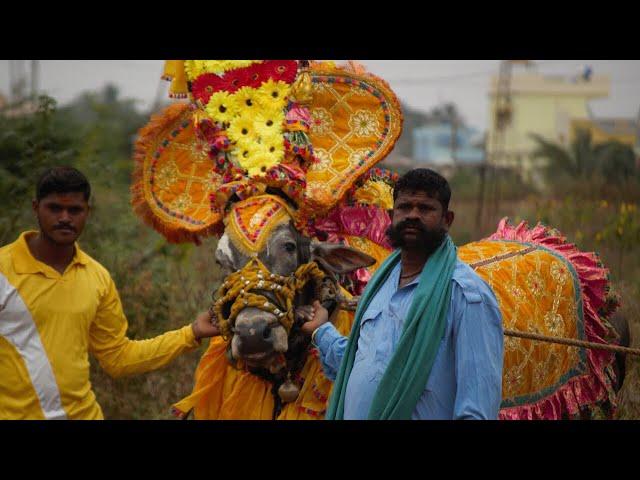 RNR Huli Bull Decoration, Bail pola, Devva mariyappa, hori habba Jallikattu