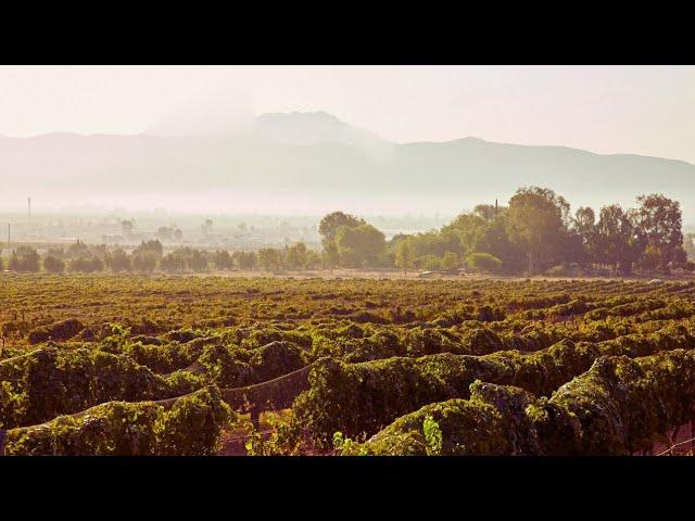 1 HOURS of Birdsong and Wind Whisper - Relaxing Atmosphere of Steppe Flower Fields - 4K