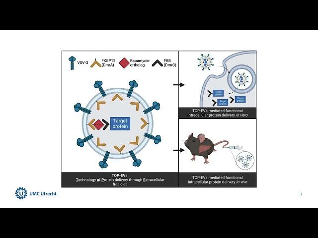 Technology of Protein delivery through engineered Extracellular Vesicles | UMC Utrecht