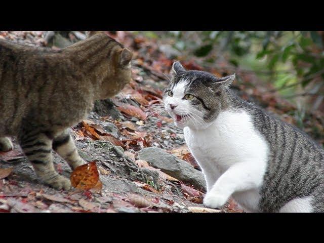 Cat Fight - HD 1080p