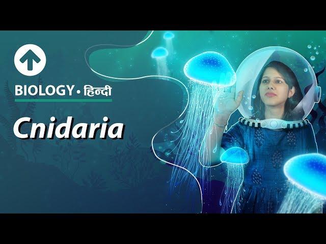 Cnidaria | Hindi | Diversity In Living Organisms | Biology| Class 9