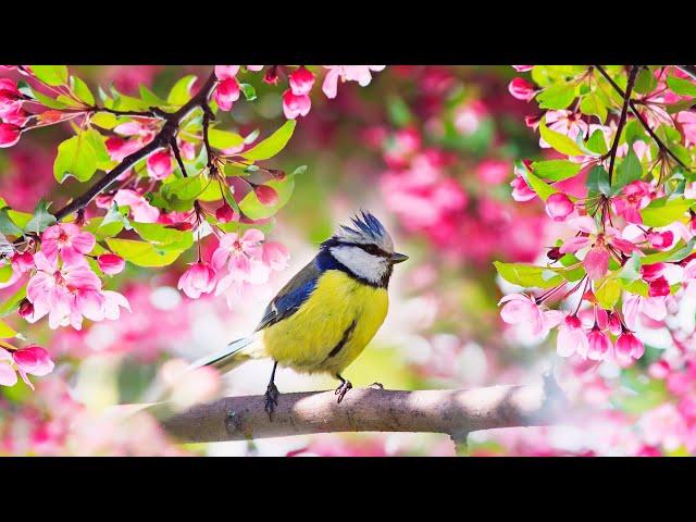 Relaxing Sleep Music: Deep Meditation Music,  Bird sounds ,  "Soothing Sounds of Nature" Tim Janis