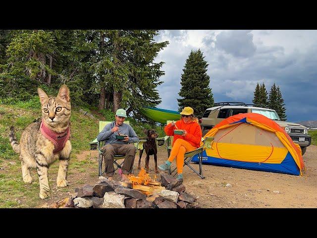 VAN LIFE | We Took Our Rescue Cat Camping