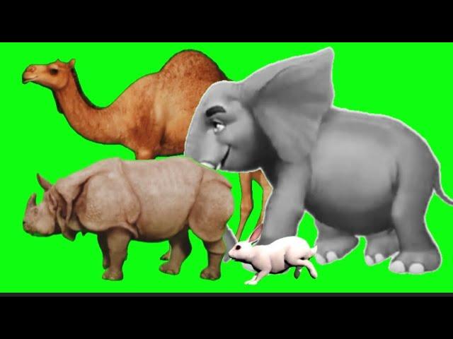 Green Screen Animal Running Video #greenscreen #animal #stampede #animalrun