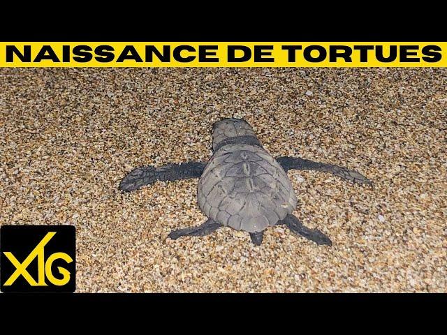 644 We are witnessing the birth of sea turtles #turtle #nature