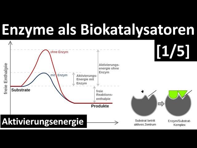 Enzyme sind Biokatalysatoren - Einführung Enzyme + Aktivierungsenergie [1/5] - [Biologie, Oberstufe]