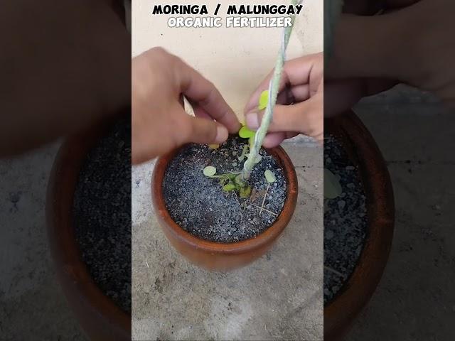 BONSAI MORINGA #tutorialsvideo #bonsailovers #gardening #plantslover #plantito #plantita