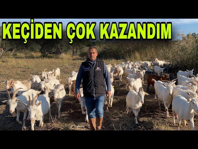 SATILIK MALTIZ KEÇİLER ~ OĞLAN SİGORTALI İŞE GİRDİ ARTIK BAKAMIYORUM