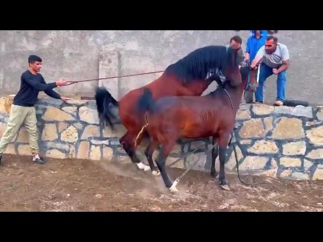 Horse mating  #shorts #amazing #mating