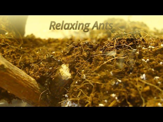 Relaxing Ants. Messor Structor in the terrarium