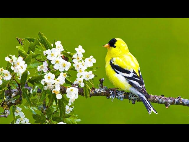 Beautiful Piano Music - Relaxing Music, Study Music, Stress Relief, Sleep Music