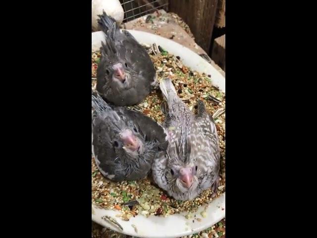 Cockatiel Babys-Cacatillos pichones.