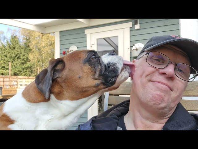 Boxer Rex gives his owner a proper face wash!  LOVE LOVE LOVE! 