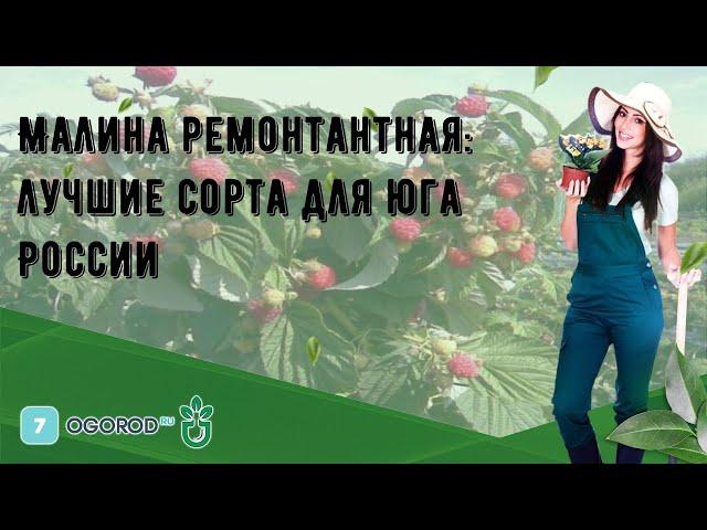 Малина ремонтантная: лучшие сорта для юга России