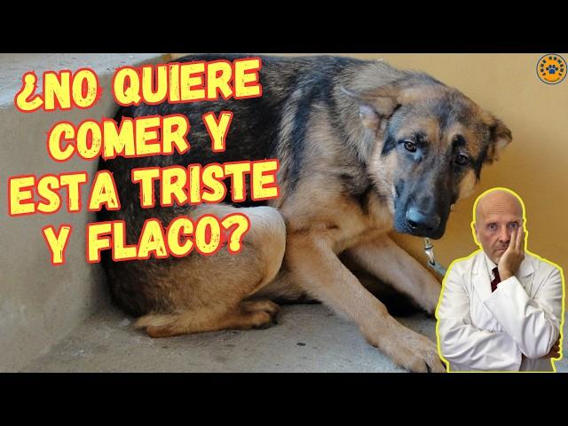  ¿PORQUE MI PERRO NO QUIERE COMER Y ESTA TRISTE Y FLACO? ANOREXIA EN PERROS 