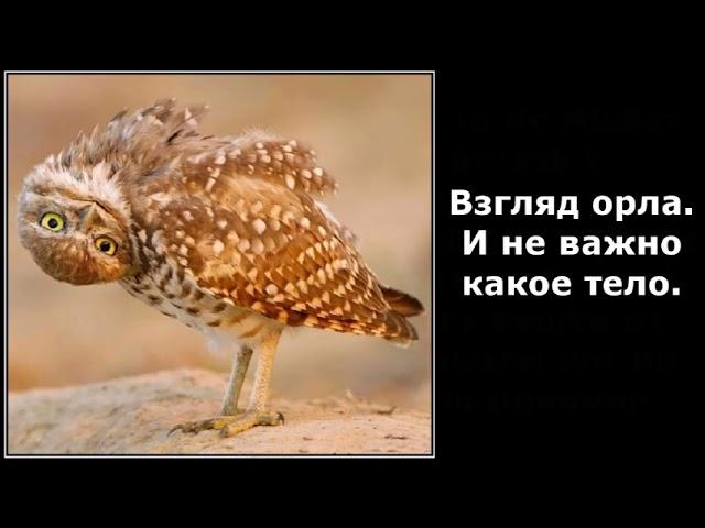 Веселые картинки. Совы прикольные. Самые смешные совы.