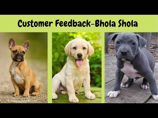 Labrador | Retriever | American Bully | French Bulldog | Happy Customer Feedback - Bhola Shola