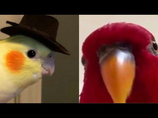 SMART AND FUNNY PARROTS TALKING  - TRY NOT TO LAUGH | Funny Pets ️