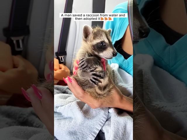 A man saved a raccoon and then adopted it #shorts