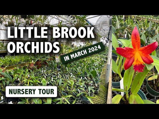 Little Brook Orchids Nursery Tour | Diverse Selection of Orchid Blooms! [March 2024 Nursery Tour]