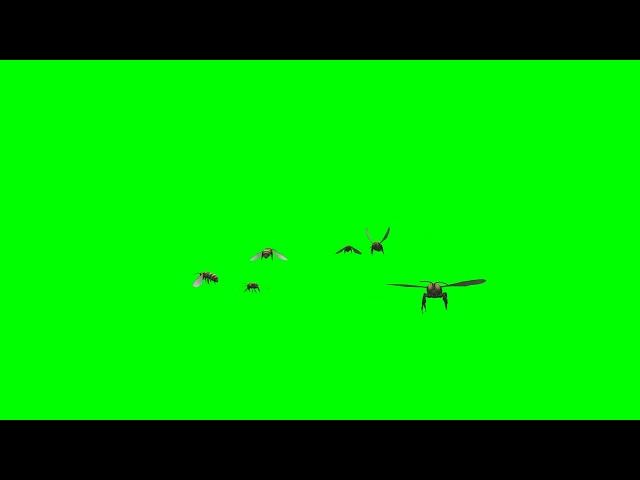 Bee Swarm Animation Green Screen Background