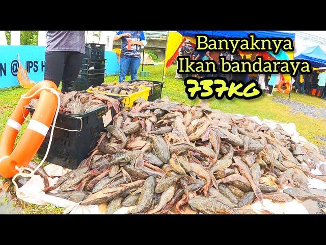 Episode 2/ Program menjala ikan bandaraya bersama perikanan Selangor. #gengdunia  #fish #fyp